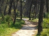 Pinienwald